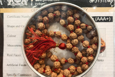 Brown Rudraksha Mala - 108+1 Beads