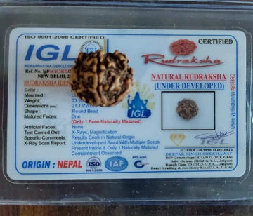 1 MUKHI RUDRAKSHA (NEPALI)