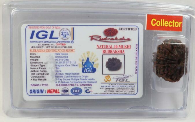 10 Mukhi (Collector) Rudraksha