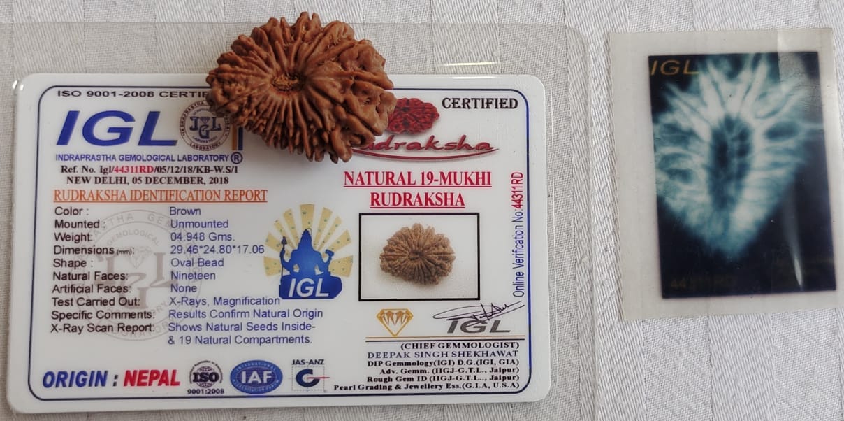 19 MUKHI CERTIFIED RUDRAKSHA (NEPAL)