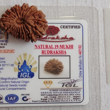 19 MUKHI CERTIFIED RUDRAKSHA (NEPAL)