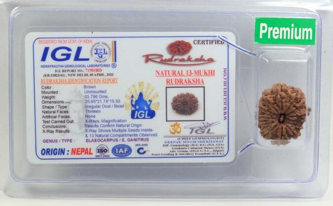 13 MUKHI RUDRAKSHA CERTIFIED NEPALI