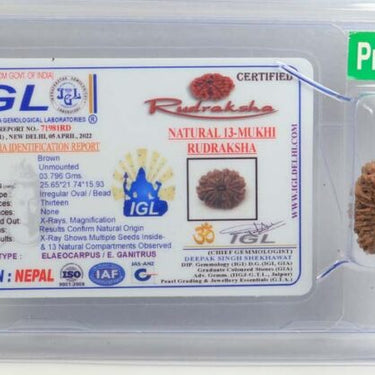 13 MUKHI RUDRAKSHA CERTIFIED NEPALI