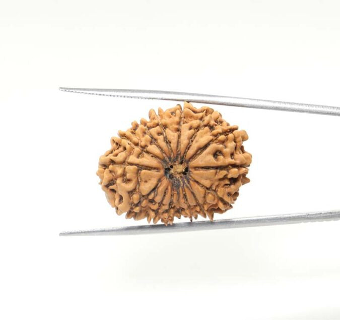 15 MUKHI RUDRAKSHA NEPAL