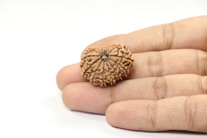 15 MUKHI RUDRAKSHA NEPAL