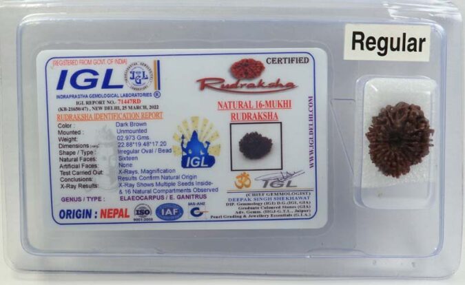 16 MUKHI CERTIFIED RUDRAKSHA - NEPAL