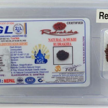 16 MUKHI CERTIFIED RUDRAKSHA - NEPAL