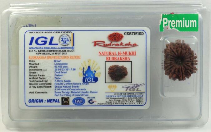 16 MUKHI CERTIFIED RUDRAKSHA - NEPAL