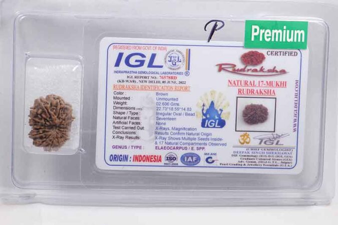 17 MUKHI CERTIFIED RUDRAKSHA NEPALI