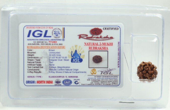 2 MUKHI RUDRAKSHA