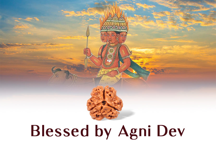 3 MUKHI RUDRAKSHA - NEPALI CERTIFIED