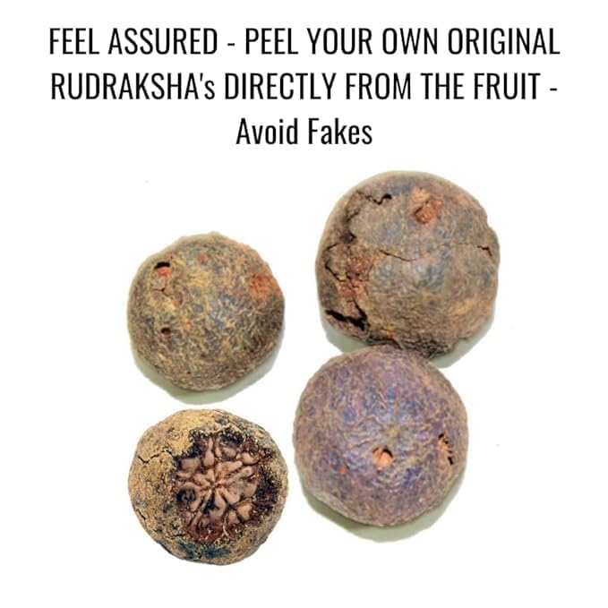 Original Raw Nepal Rudraksha Sacred Fruit-Tears of Lord Shiva for Offer