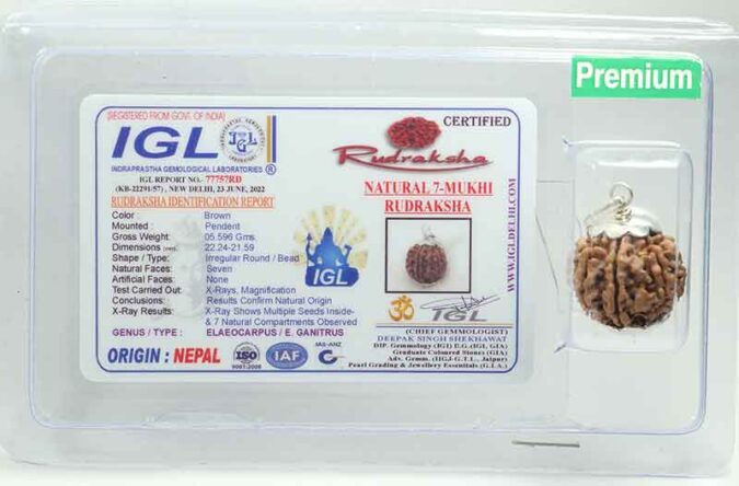 7 MUKHI CERTIFIED RUDRAKSH NEPAL