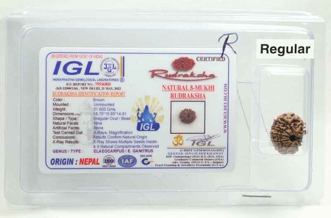 8 MUKHI CERTIFIED RUDRAKSHA (NEPALI ORIGIN)