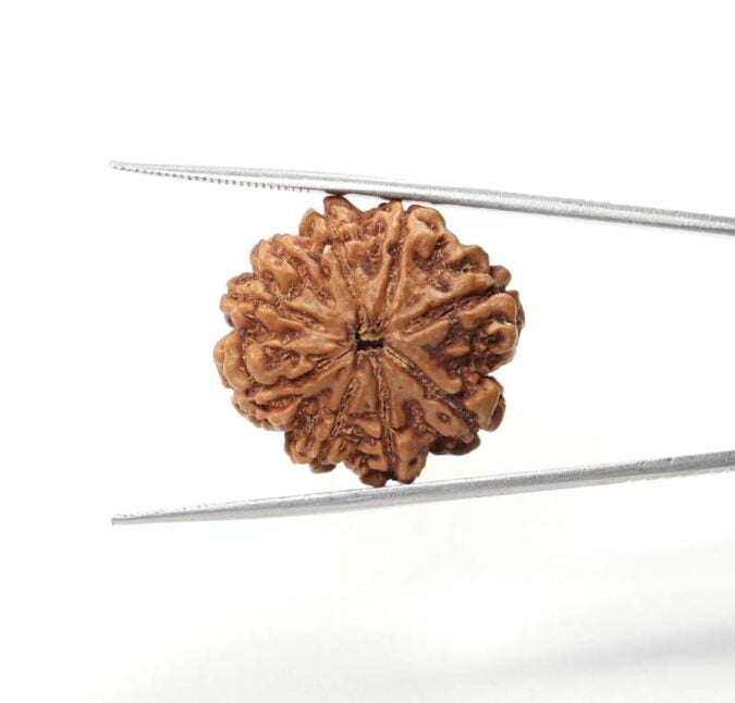 9 MUKHI CERTIFIED RUDRAKSHA (NEPAL ORIGIN)