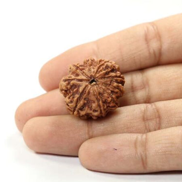 9 MUKHI CERTIFIED RUDRAKSHA (NEPAL ORIGIN)