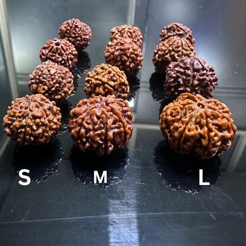 7 MUKHI CERTIFIED RUDRAKSH NEPAL