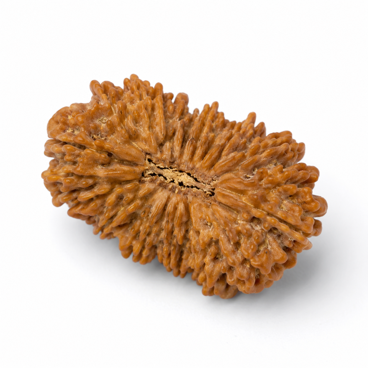 21 Mukhi Nepali Rudraksha Certified Original – Kuber Rudraksha for Wealth & Prosperity | Rudraksha Shop