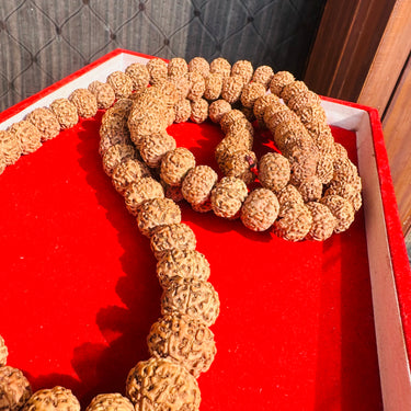 7 Mukhi 108 Beads Big Size Indonesian Rudraksha Mala + 1 Mukhi Kaju Rudraksha