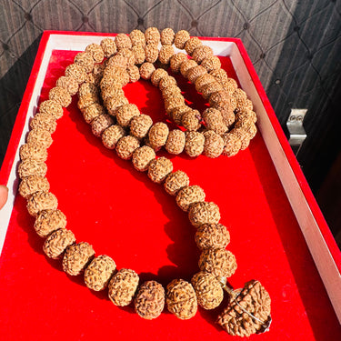 7 Mukhi 108 Beads Big Size Indonesian Rudraksha Mala + 1 Mukhi Kaju Rudraksha