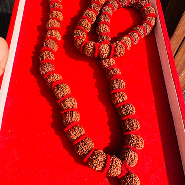 7 Mukhi Rudraksha Mala – 54 Beads (Nepali Origin)