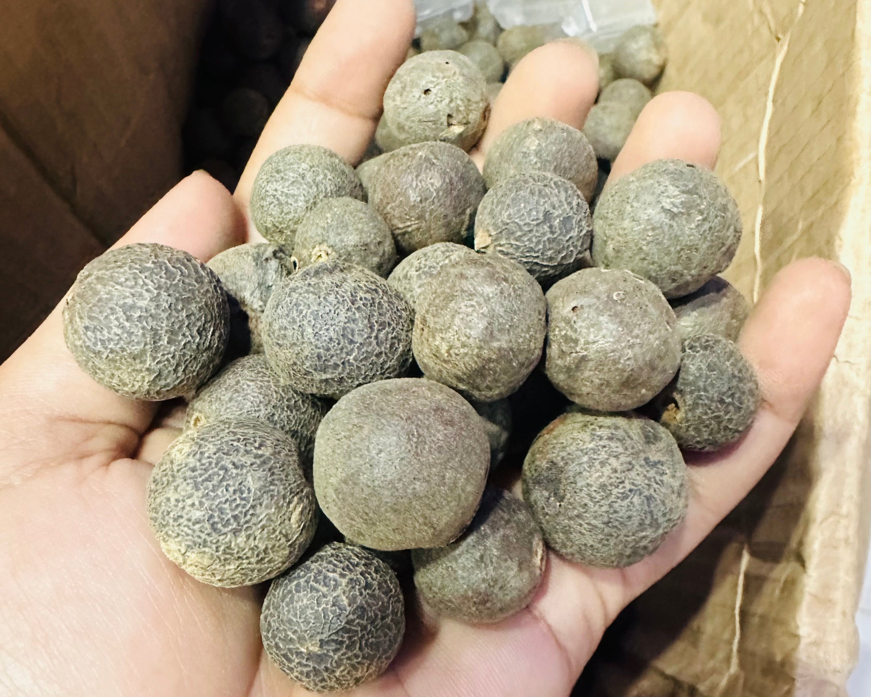 Original Raw Nepal Rudraksha Sacred Fruit-Tears of Lord Shiva for Offer