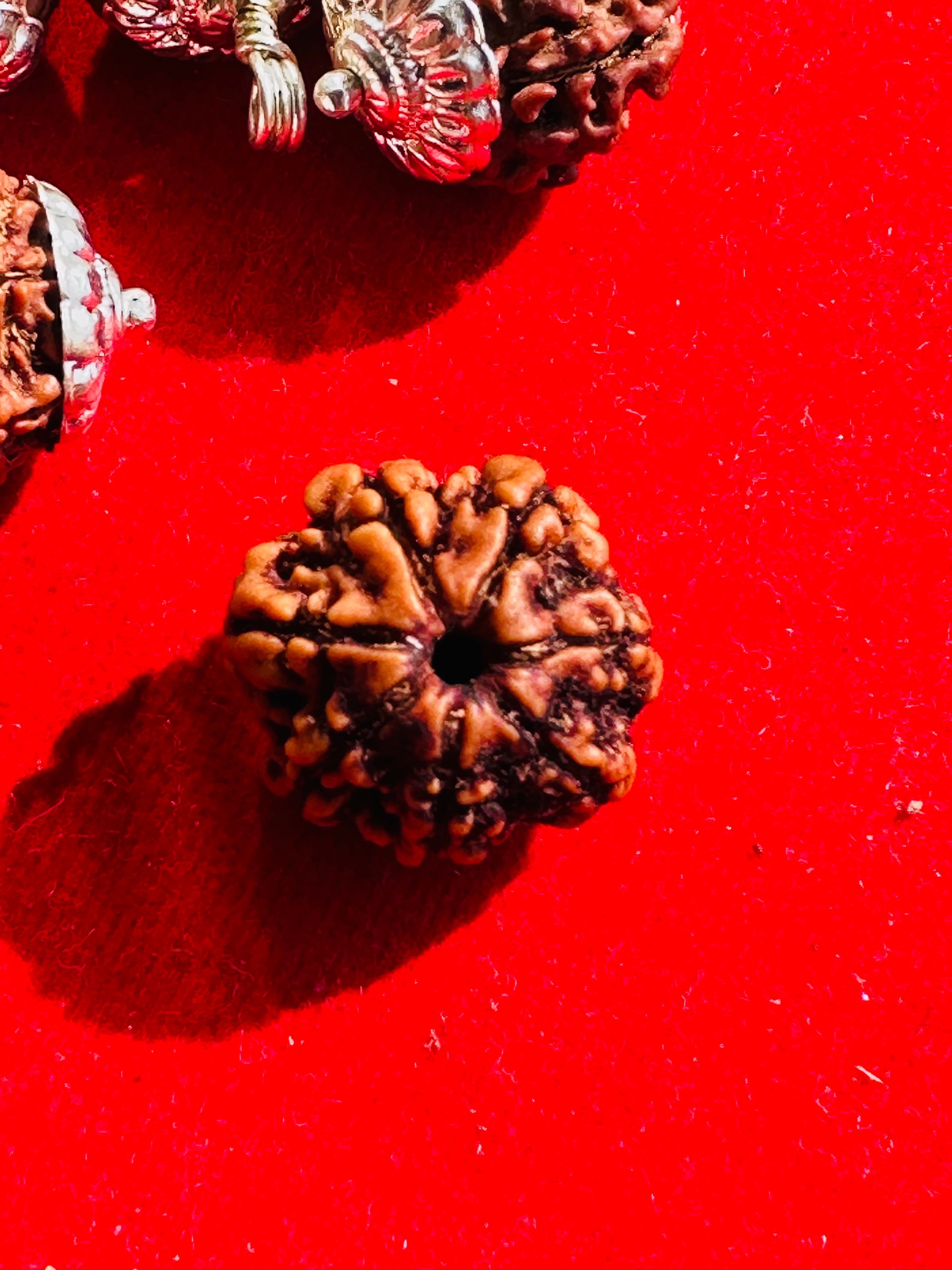 7 MUKHI CERTIFIED RUDRAKSH NEPAL