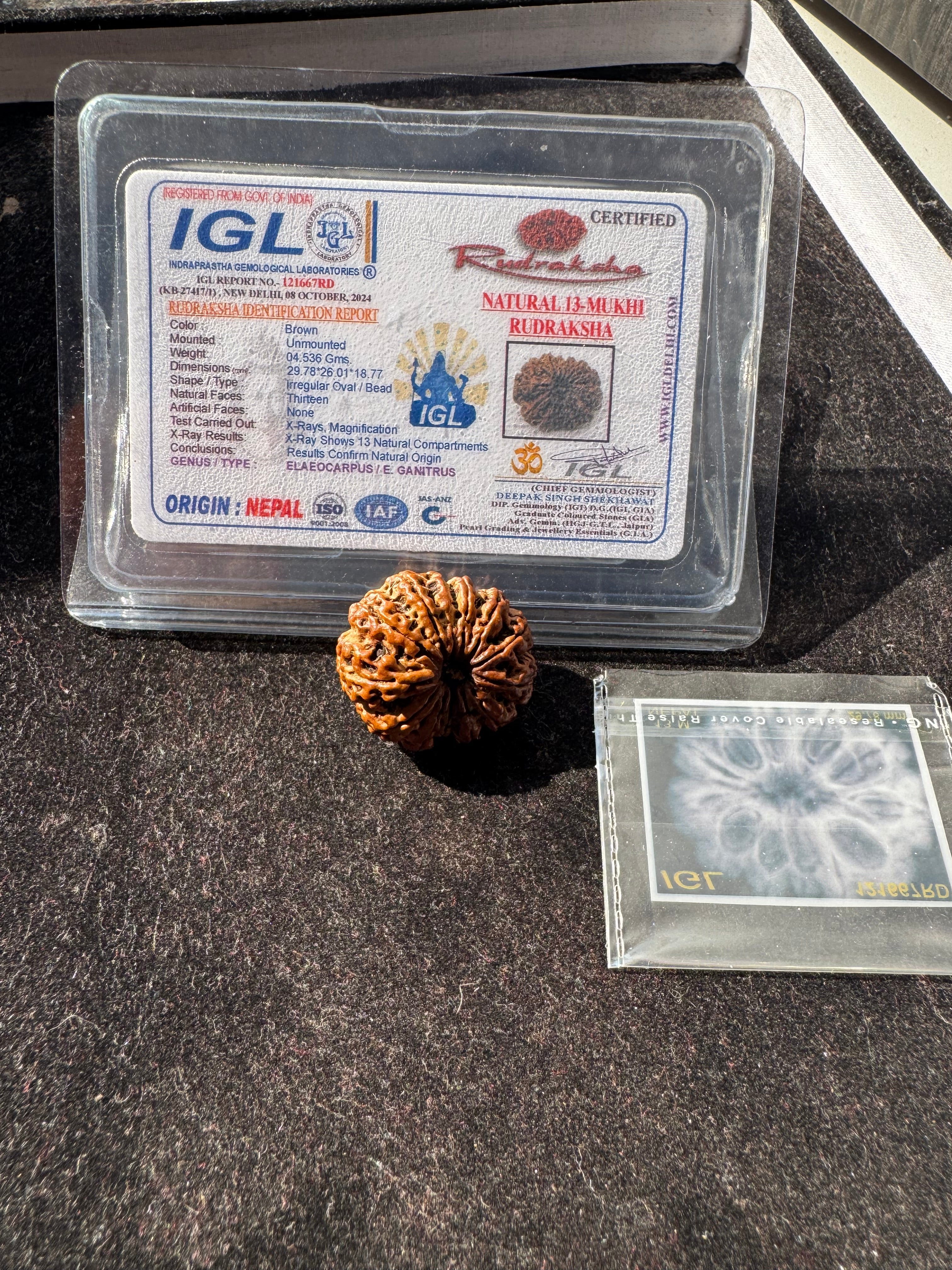 13 MUKHI RUDRAKSHA CERTIFIED NEPALI