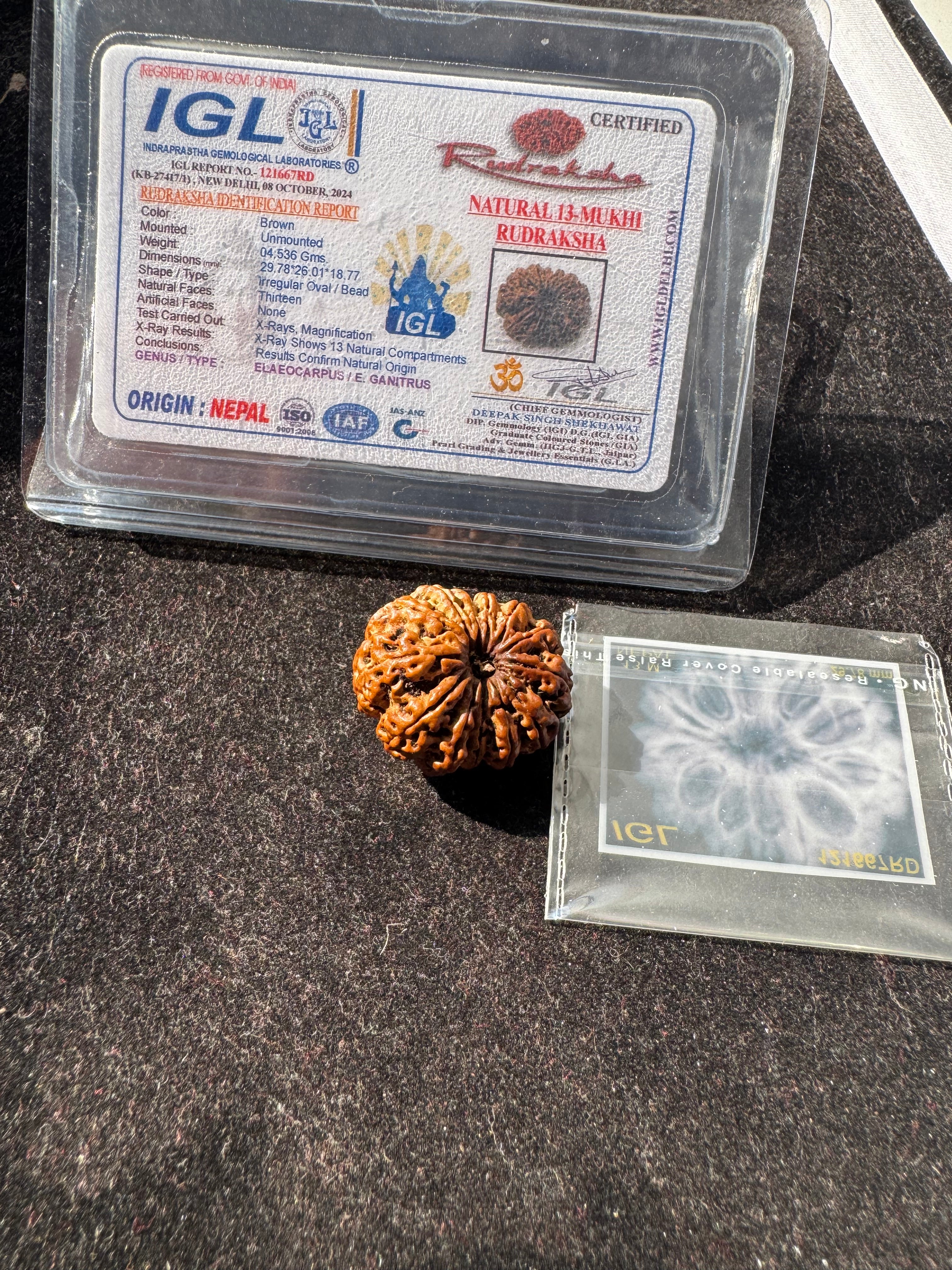 13 MUKHI RUDRAKSHA CERTIFIED NEPALI
