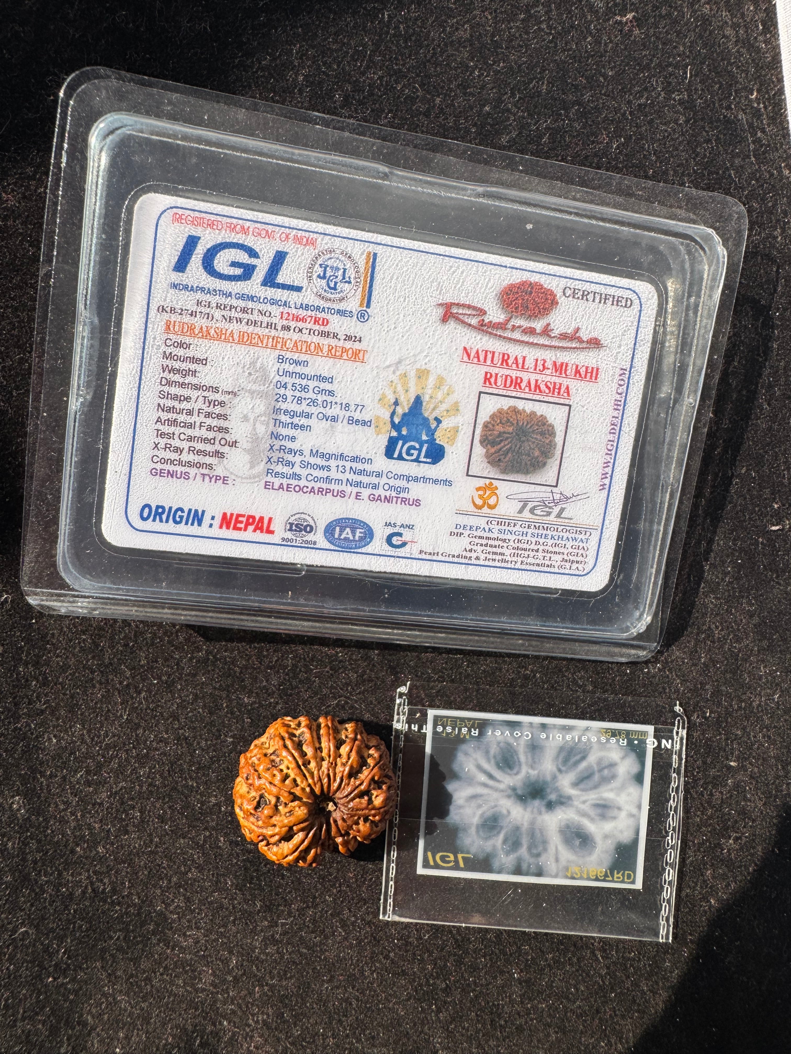 13 MUKHI RUDRAKSHA CERTIFIED NEPALI