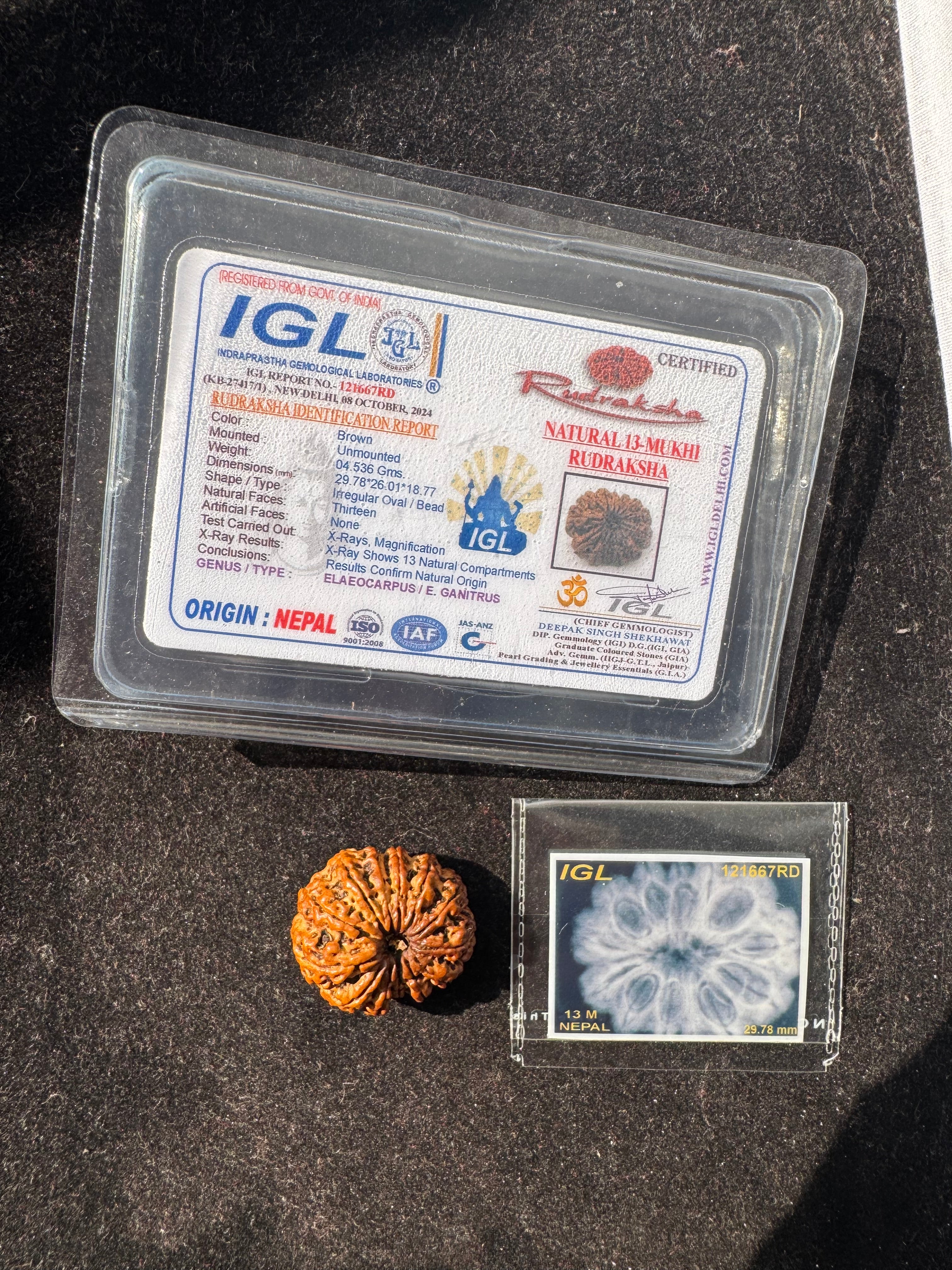 13 MUKHI RUDRAKSHA CERTIFIED NEPALI