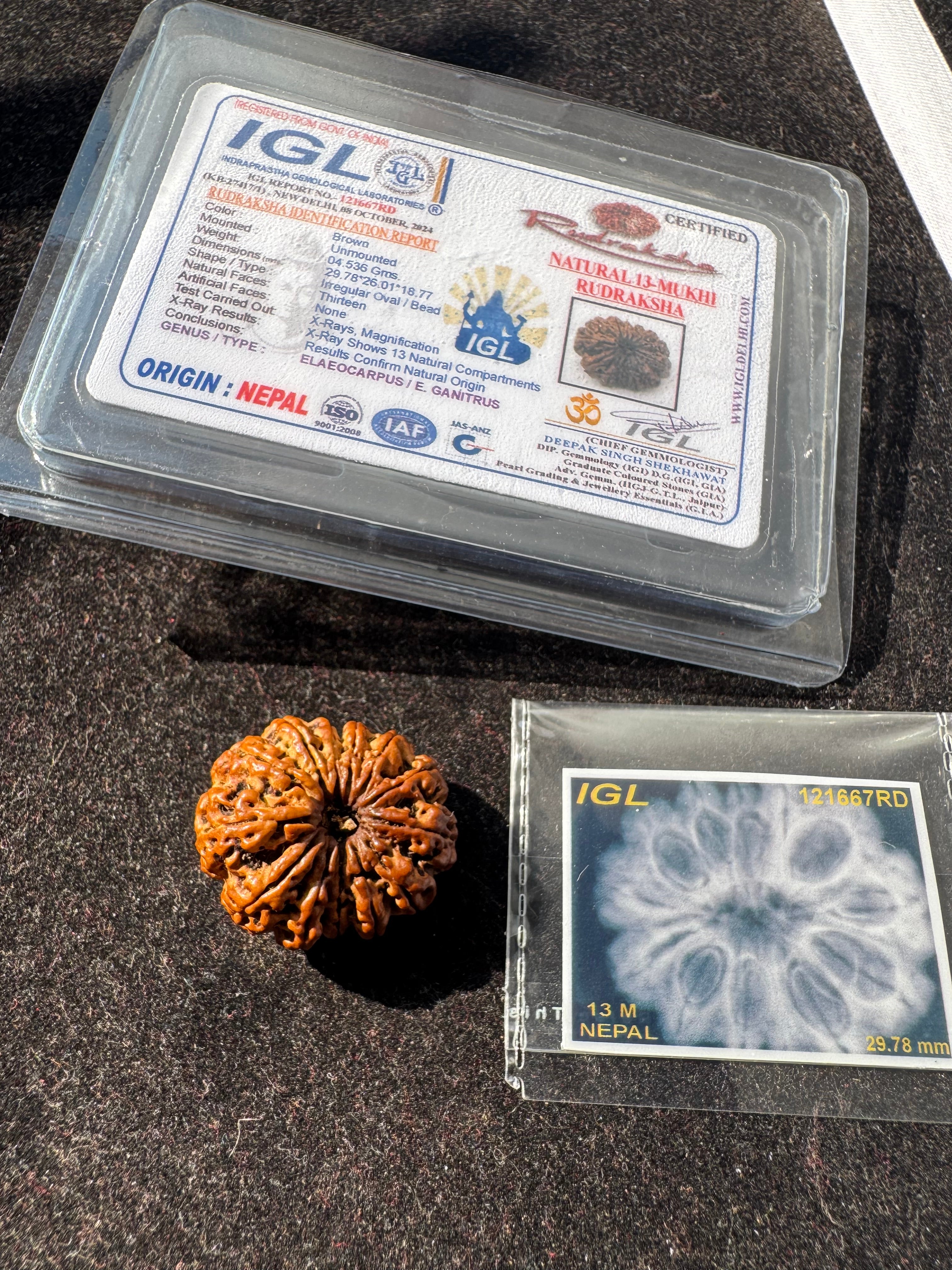 13 MUKHI RUDRAKSHA CERTIFIED NEPALI
