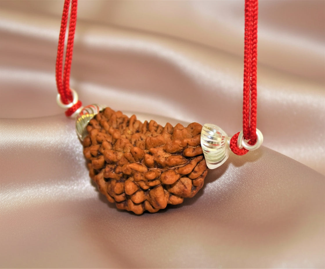Natural 1 Face/Mukhi Rudraksha