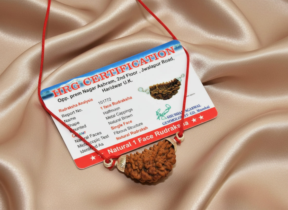 Natural 1 Face/Mukhi Rudraksha