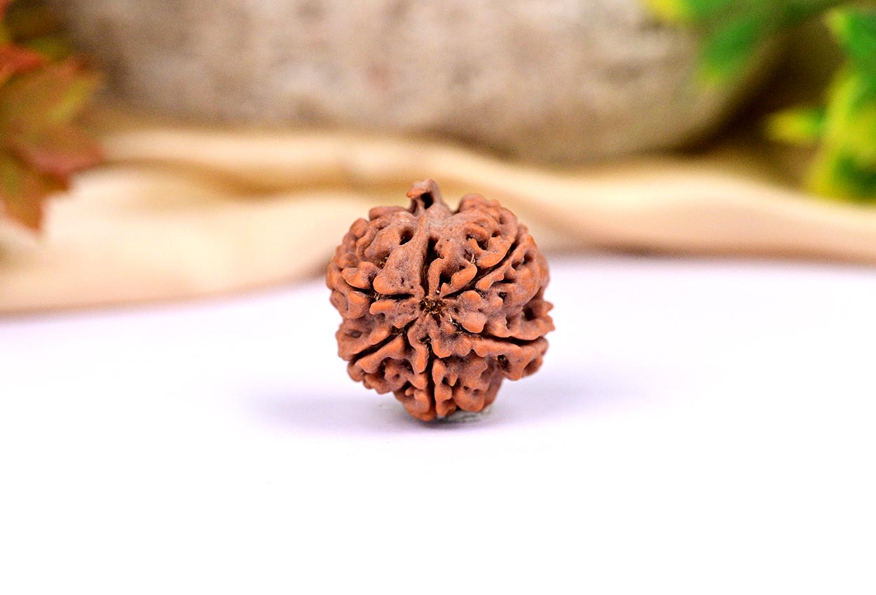 ganesh rudraksha