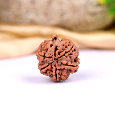 ganesh rudraksha