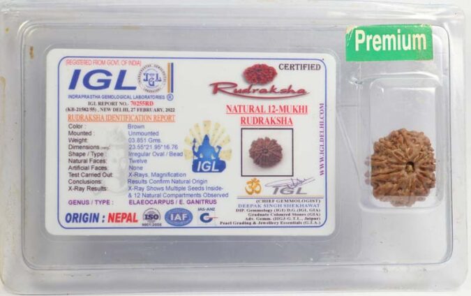 12 MUKHI RUDRAKSHA CERTIFIED (NEPALI ORIGIN)