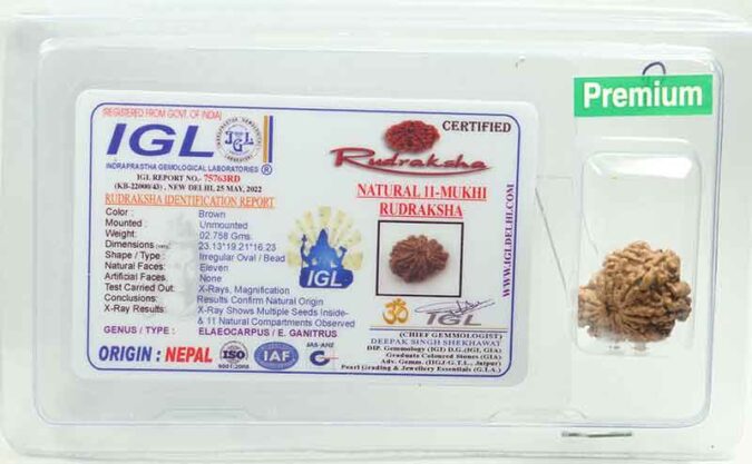 11 MUKHI CERTIFIED RUDRAKSHA (NEPALI ORIGIN)
