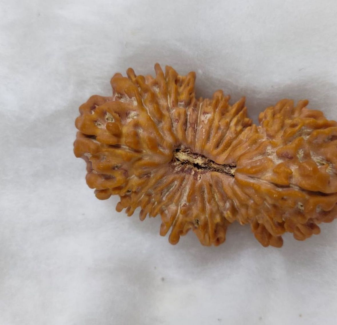 21 MUKHI CERTIFIED RUDRAKSH NEPAL