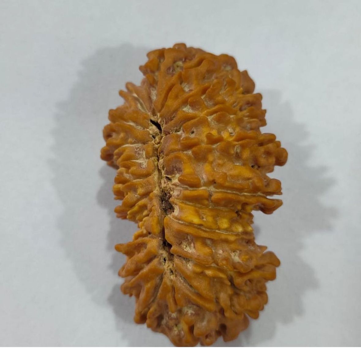 21 MUKHI CERTIFIED RUDRAKSH NEPAL