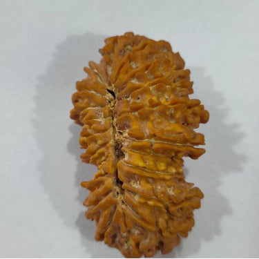 21 MUKHI CERTIFIED RUDRAKSH NEPAL