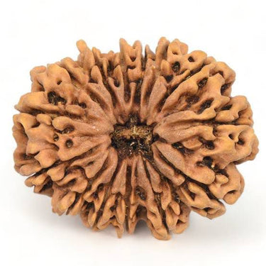 14 MUKHI CERTIFIED RUDRAKSHA (NEPAL)