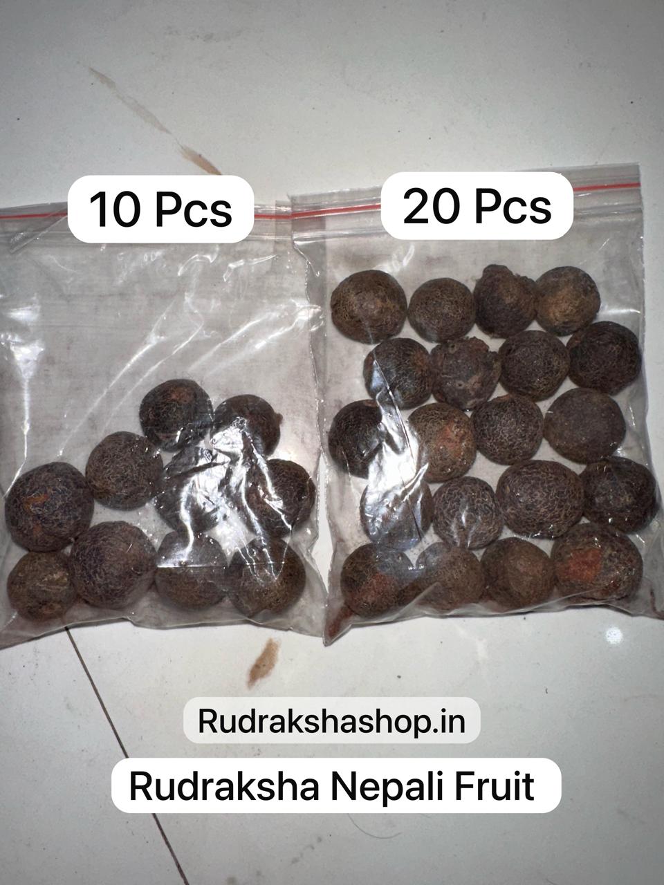 Original Raw Nepal Rudraksha Sacred Fruit-Tears of Lord Shiva for Offer