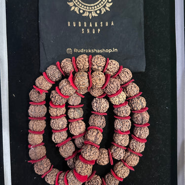 Nepali 7 Mukhi Rudraksha Kantha