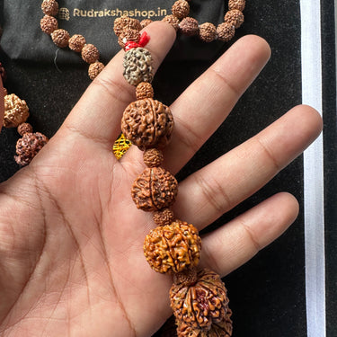 1 - 14 Mukhi Rudraksha Mala ( In Thread)