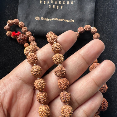 1 - 14 Mukhi Rudraksha Mala ( In Thread)