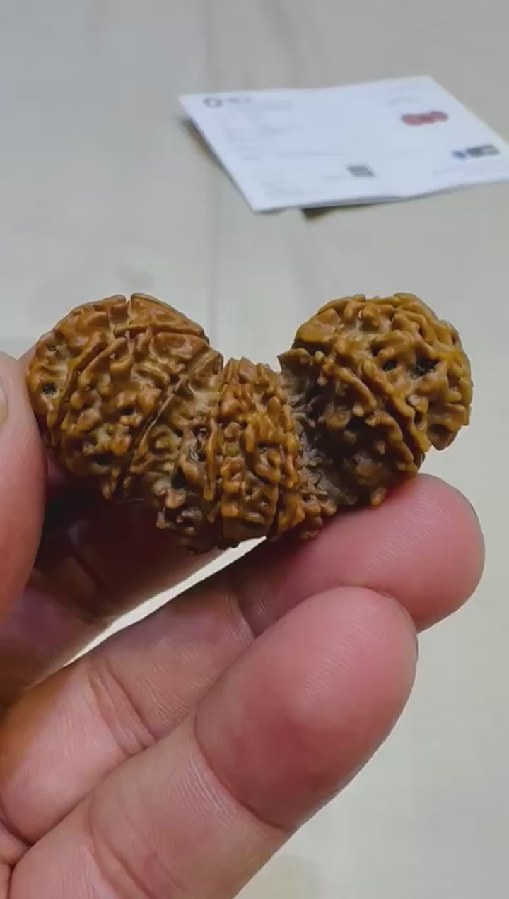 Natural Trijuti Rudraksha