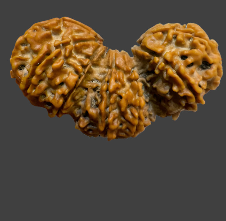 Natural Trijuti Rudraksha
