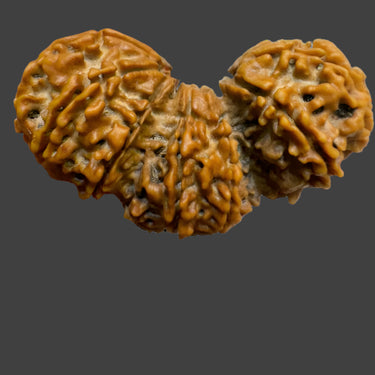 Natural Trijuti Rudraksha