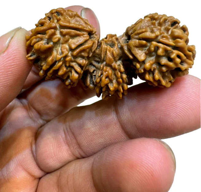 Natural Trijuti Rudraksha